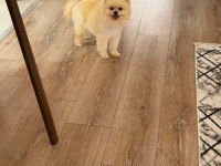 Bir yaşında teacup teddy bear uysal eğitimli dişi pomeranian