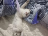 65 günlük erkek bebek british shorthair