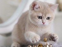 British shorthair lilac gold dişi yavru