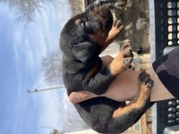 Europen baba A şecereli kızıl ve siyah doberman yavrular