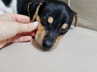 2 AYLIK ORJİNAL SAFKAN JACK RUSSELL YAVRULAR