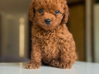 2 Adet Erkek Poodle