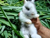 Netherland dwarf tavşan cücelerimiz mevcuttur