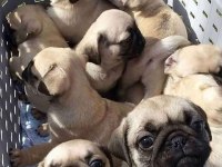 PUG YAVRULARIMIZ AİLELERİNİ BEKLİYOR