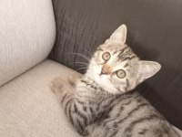 Tekir kedimiz sahibini bekliyor