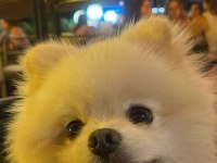 Pomeranian eş bulma ilanıdır