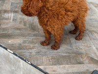 Köpeğimiz kajuyu sahiplendiriyoruz