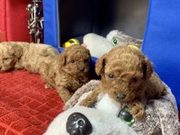 MİNYATÜR POODLE MİNYONLAR