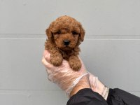 A klass toy poodle yavrular
