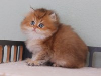Safkan British longhair erkek