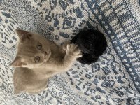 British shorthair çok sevimli