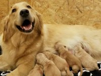 Erkek dişi golden retriever yavrularımız