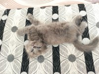 Saf British Longhair