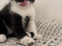 Half British cats