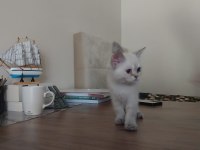 Kırşehir içi 3,5 aylık british shorthair