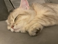 Safkan british shorthair