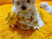 Maltese Terrier Adrese Teslim, Kapıda Ödeme Yapabilirsiniz