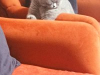 British shorthair kedimiz asil