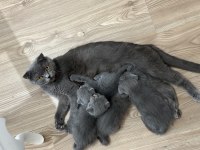 2 aylık scottish fold ve british yavru