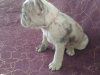 Harika french bulldog merley