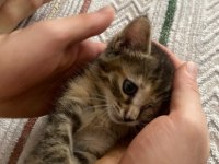 Ücretsiz Sahiplendirme Sevgi Dolu Dişi Yavru Kedimiz