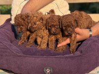 ÇİŞ EĞİTİMLİ SAĞLIK GARANTİLİ AŞILI TOY POODLE 