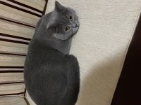 ERKEK KEDİMİZİ ÜCRETSİZ SAHİPLENDİRME