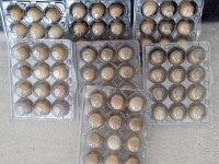 KULUÇKALIK ÇİN BILDIRCIN YUMURTASI
