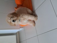 5 aylık fıstık kızım maltipoo