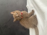 British shorthair çikolata point