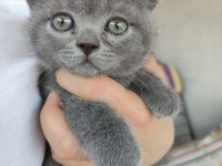 2 aylık 4 kardeş yavrum british shorthair