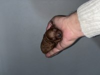 Rezerveye açık toy poodle bebekler