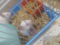 Beyaz hamsterler