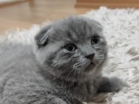 2 aylık Scottish fold yavrular