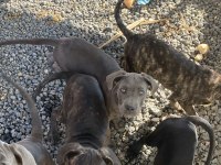Cane corso blue bebekler