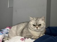 2,5 yaşında dişi kedimiz sakin yavru