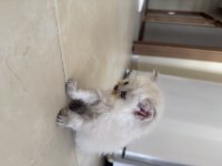 British Longhair yavrumuz