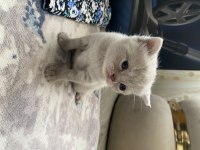 3 BRİTİSH SHORTHAİR YAVRUMUZ ANTALYA