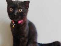 Siyah Erkek Scottish Fold
