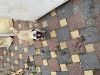 1 buçuk yasında pug kızımız limon