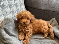 KİLO GARANTİLİ TOY POODLE YAVRULARIMIZ