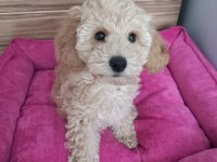 Yakışıklı poodle köpeğimiz kuki