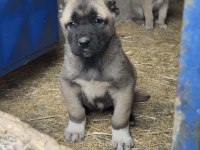 Kaliteli kangal yavruları