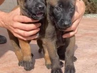 Param güvende ile tüm türkiyeye kapıda ödemeli malinois