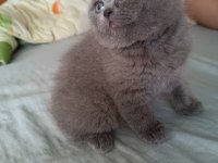 British shorthair bebeklerimize yeni yuva arıyoruz