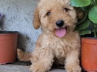 Erkek Poodle