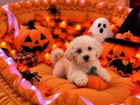 Üst Kalite Maltipoo Yavrular 
