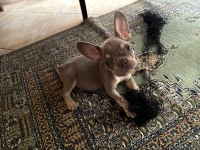 MÜKEMMEL ANATOMİ FRENCH BULLDOG