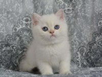 ERKEK GOLDEN POINT BRITISH SHORTHAIR