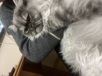 Bandırma british longhair kedimiz